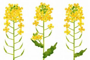 菜の花