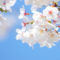 春分～桜