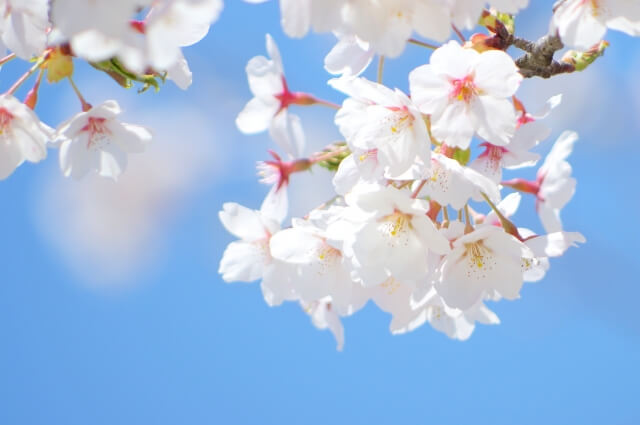 春分～桜