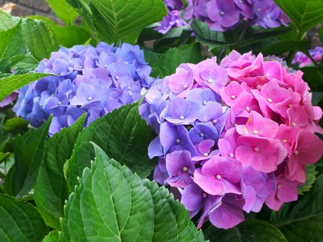 芒種～紫陽花