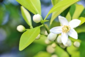 夏みかんの花