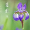 二十四節気_夏至