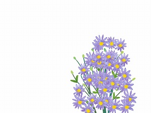 紫苑