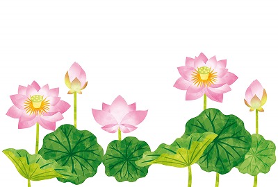 蓮の花