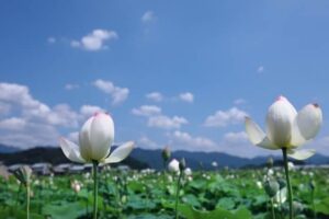 蓮池