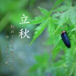 立秋