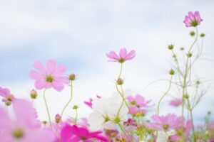 コスモス