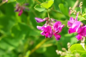 萩の花