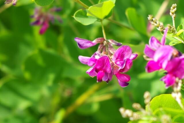 萩の花