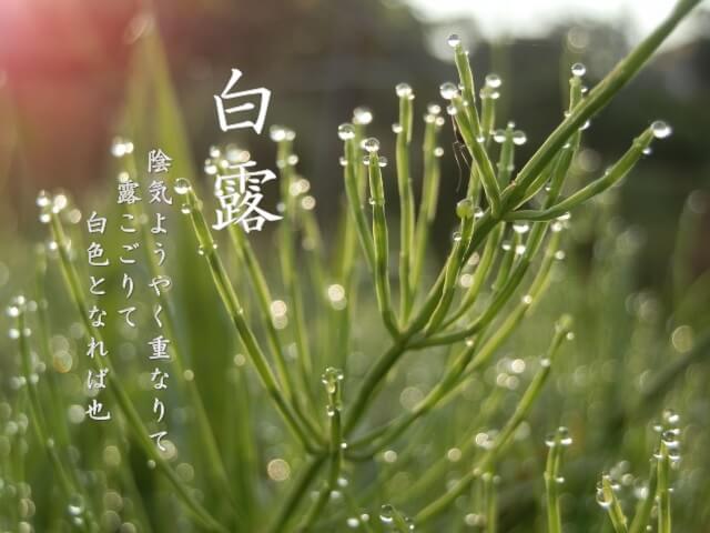 白露