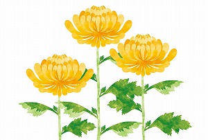 菊
