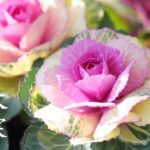 二十四節気大寒top