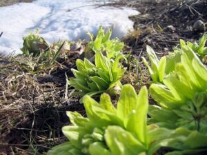 雪とふきのとう