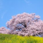 4月と言えば桜
