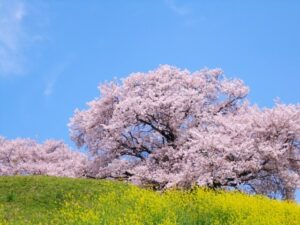 4月と言えば桜