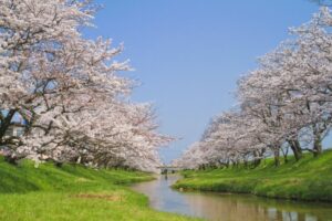 桜並木