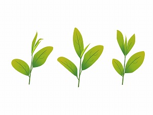 八十八夜・新茶