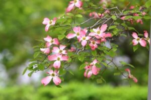 5月の花・ハナミズキ