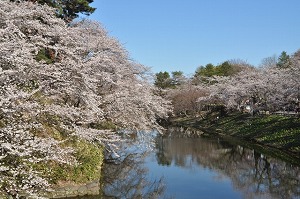 弘前さくらまつり