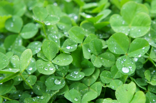 6月のクローバー