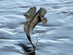 有明海のムツゴロウ