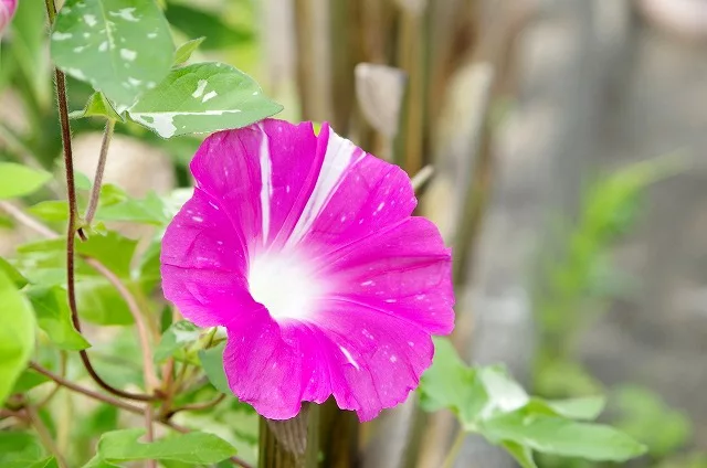 7月といえば何top