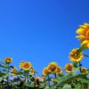 8月といえば
